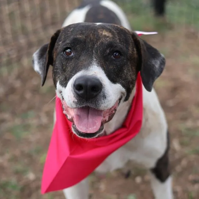 An adult medium-sized female American Staffordshire Terrier dog named Denado for adoption in San Antonio, TX