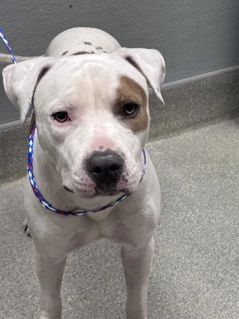 An adult medium-sized male Pit Bull Terrier dog named Bam Bam for adoption in Las Vegas, NV