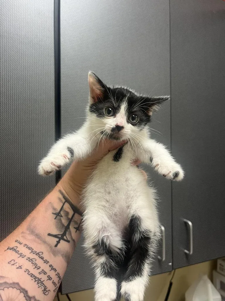 A baby medium-sized male Domestic Short Hair cat named Panda for adoption in Florence, SC