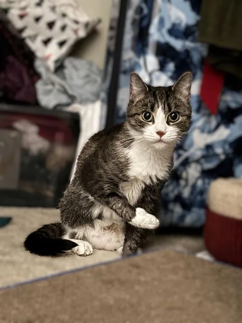 An adult small-sized female Domestic Short Hair cat named Zoie for adoption in Charlotte, NC
