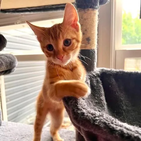 A baby medium-sized male Tabby (Orange / Red) Tabby cat named Teton for adoption in Smithfield, NC