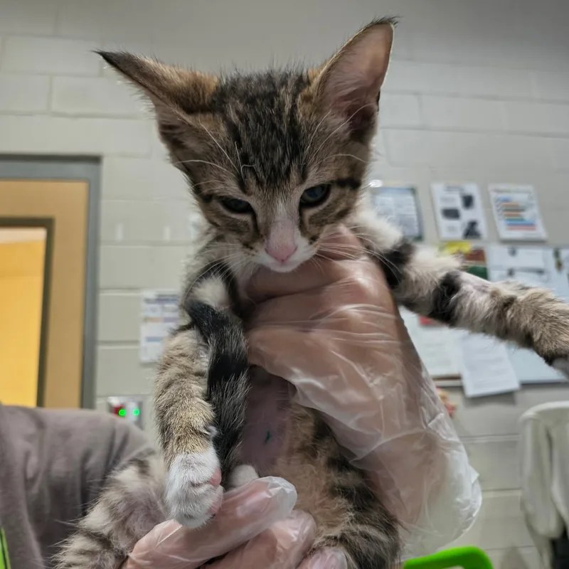 A baby small-sized male Gray / Blue / Silver Domestic Short Hair cat named Jamie for adoption in Jacksonville, FL