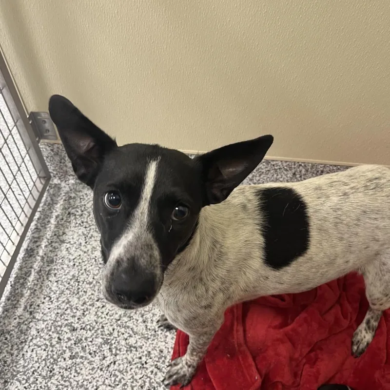 An adult medium-sized female White / Cream Australian Cattle Dog / Blue Heeler dog named Abilene for adoption in Madisonville, TN