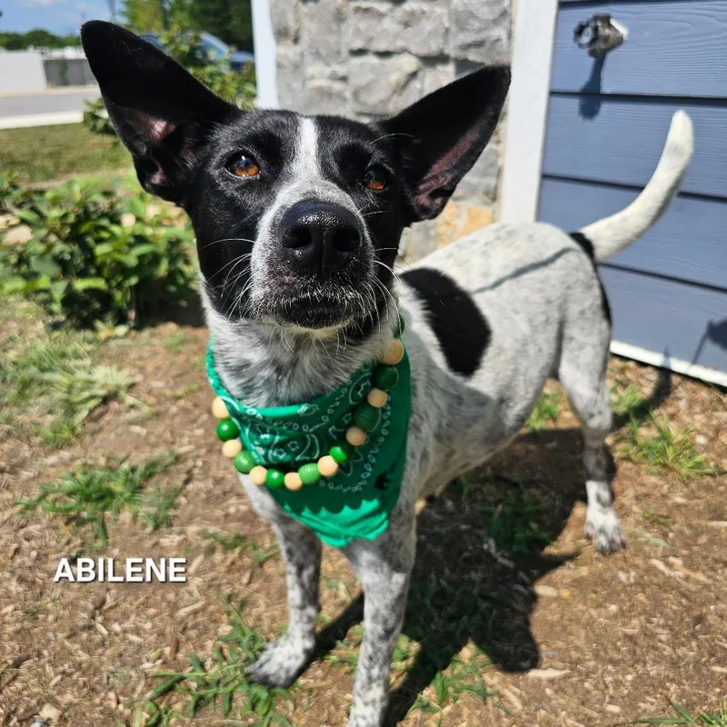 Abilene thumbnail 2