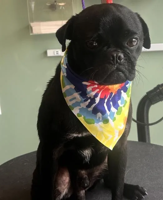 A young small-sized male Pug dog named Wells for adoption in Tustin, CA