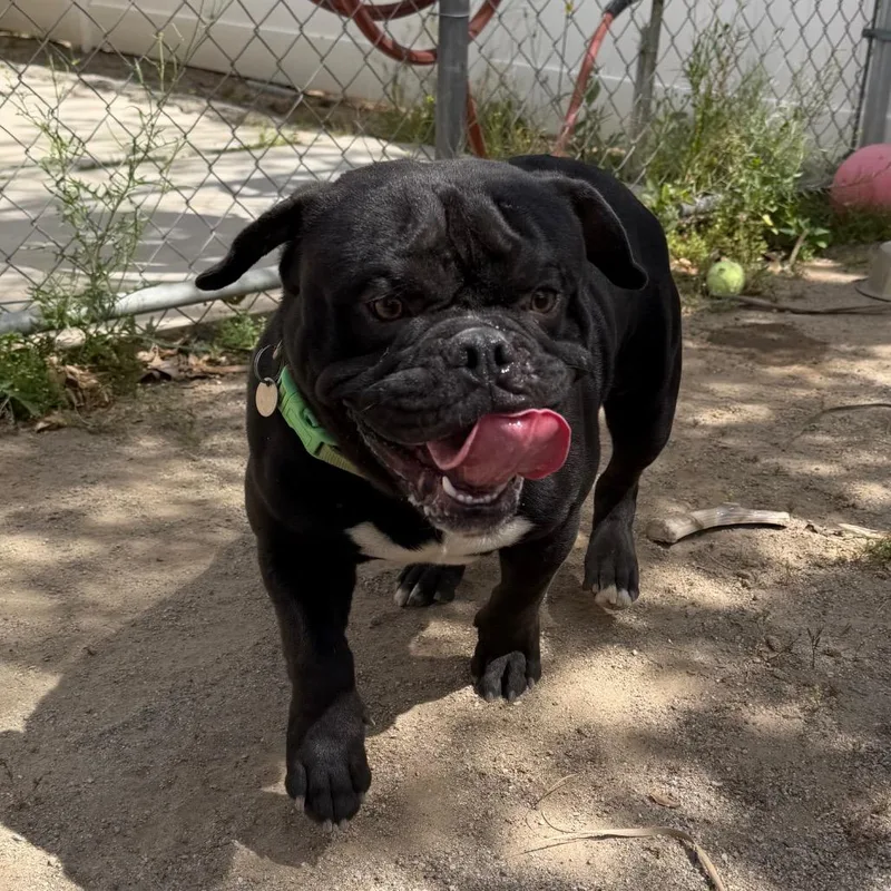 A young medium-sized male Black American Bulldog dog named Chocolate Chip for adoption in Riverside, CA