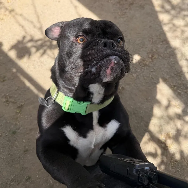 Chocolate Chip thumbnail 2