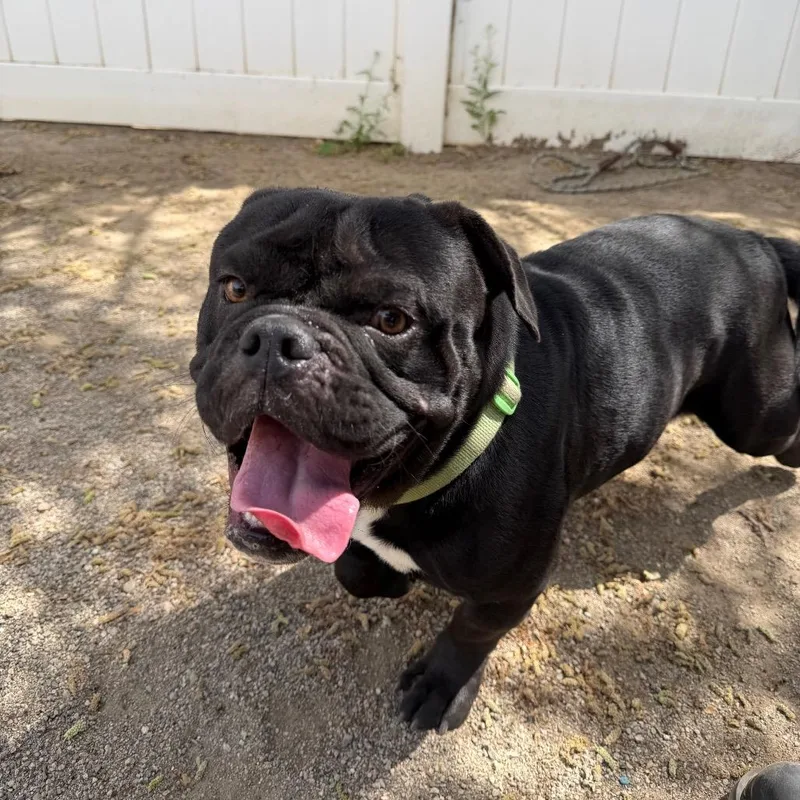 Chocolate Chip thumbnail 3