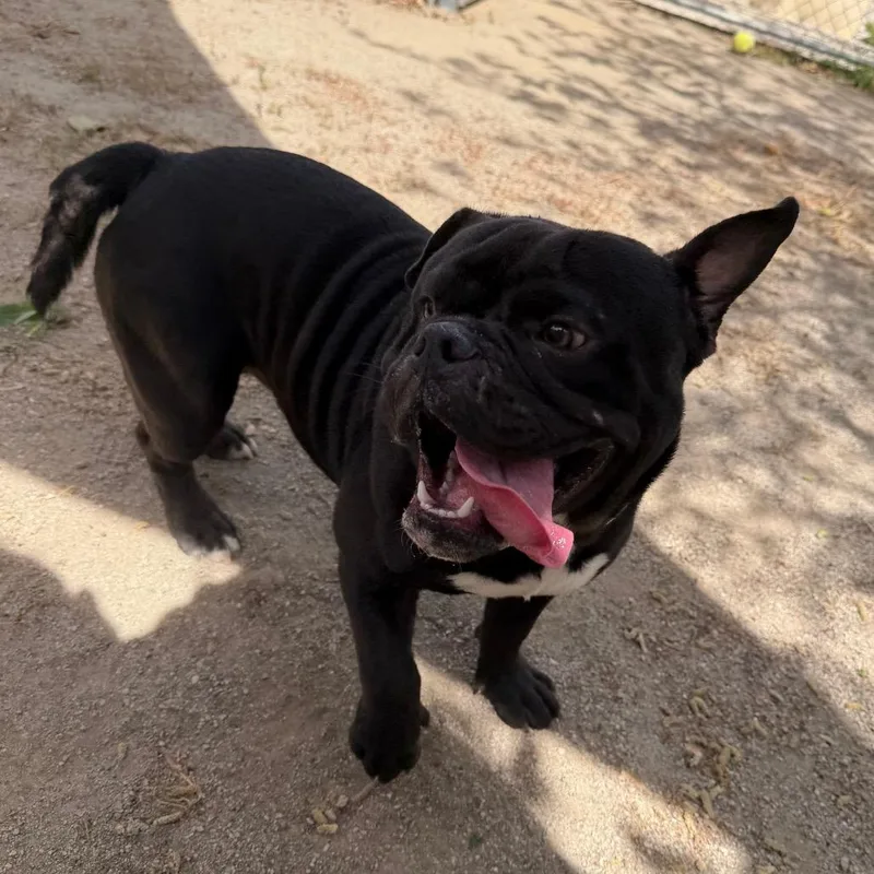 Chocolate Chip thumbnail 4