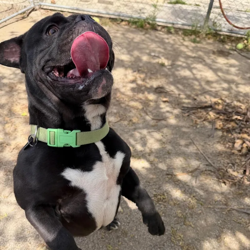 Chocolate Chip thumbnail 5