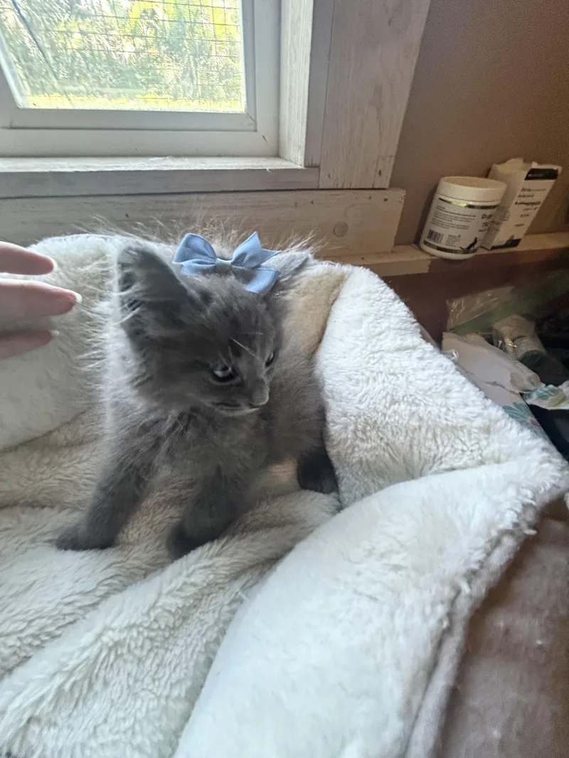A baby medium-sized male Gray / Blue / Silver Russian Blue cat named Denali & Duke for adoption in Bradenton, FL