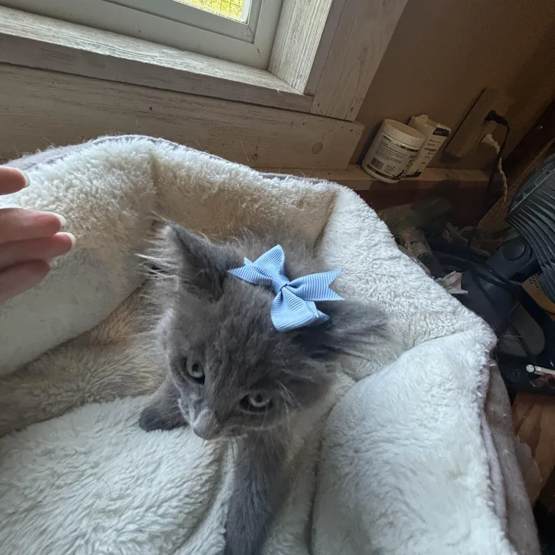 Denali & Duke thumbnail 3