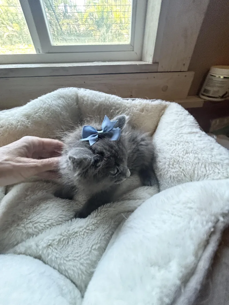 Denali & Duke thumbnail 4