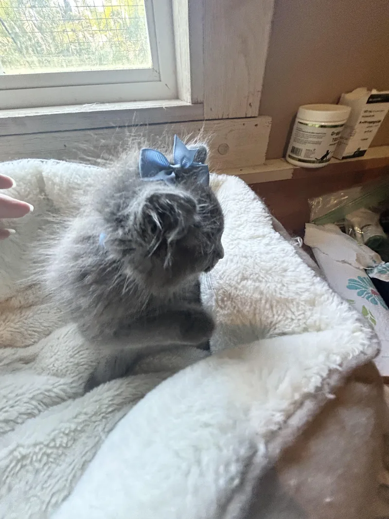 Denali & Duke thumbnail 5