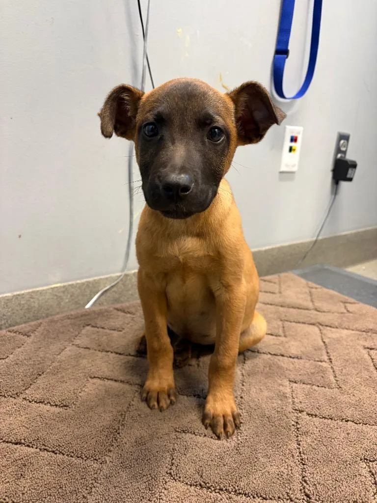 A baby medium-sized female Anatolian Shepherd dog named Oyster for adoption in Bloomington, IN
