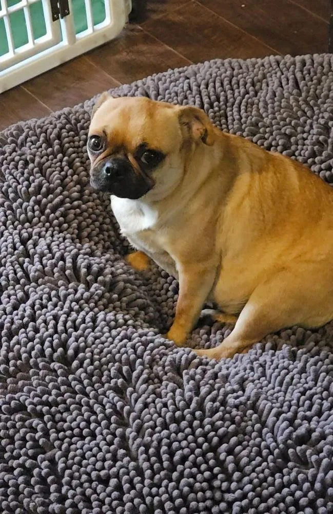 An adult small-sized female Brown / Chocolate Pug dog named Sassyfrass for adoption in Colorado Springs, CO