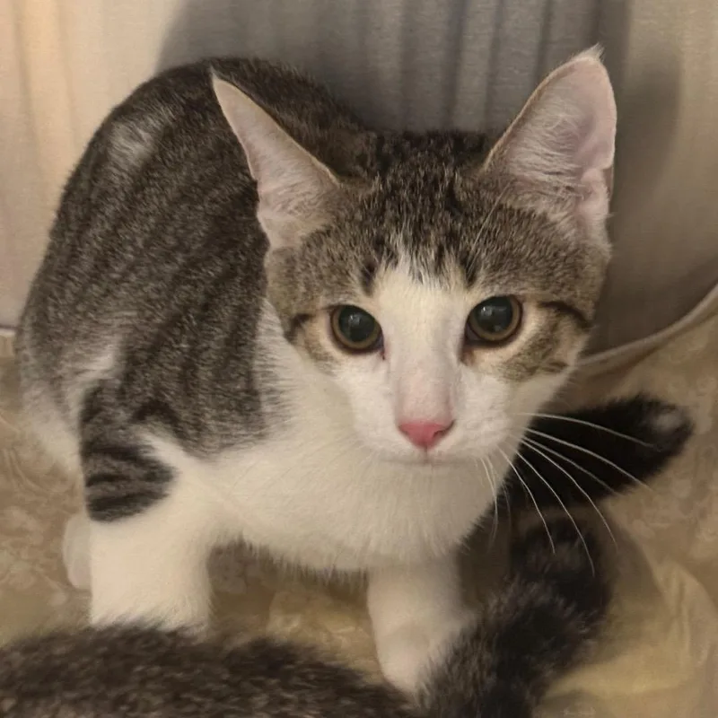 A baby medium-sized male Domestic Short Hair cat named Jace for adoption in Tampa, FL