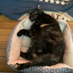 An adult medium-sized female Tortoiseshell American Shorthair cat named Weenie And Jelly for adoption in North Kingstown, RI