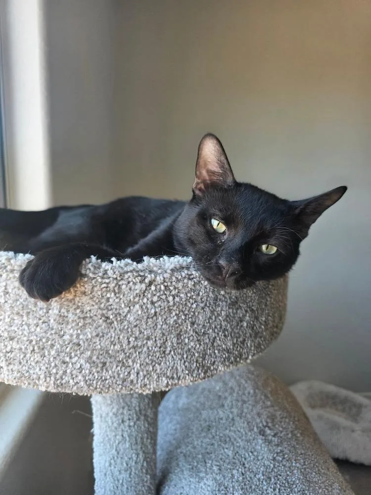 A young medium-sized male Black Domestic Short Hair cat named Okarun for adoption in tucson, AZ
