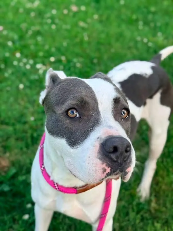 An adult medium-sized female White / Cream Pit Bull Terrier dog named Poem for adoption in Chicago, IL