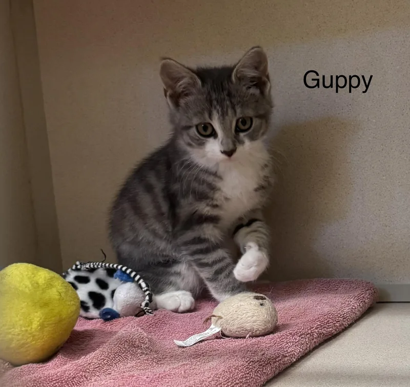 A baby medium-sized male Gray & White Domestic Short Hair cat named Guppy for adoption in Ulster, PA