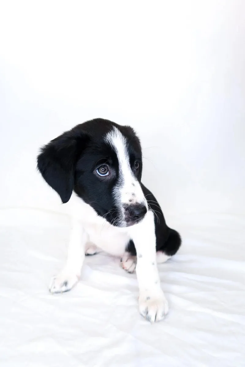 A baby medium-sized female White / Cream Shepherd dog named Wellsy for adoption in Bixby, OK