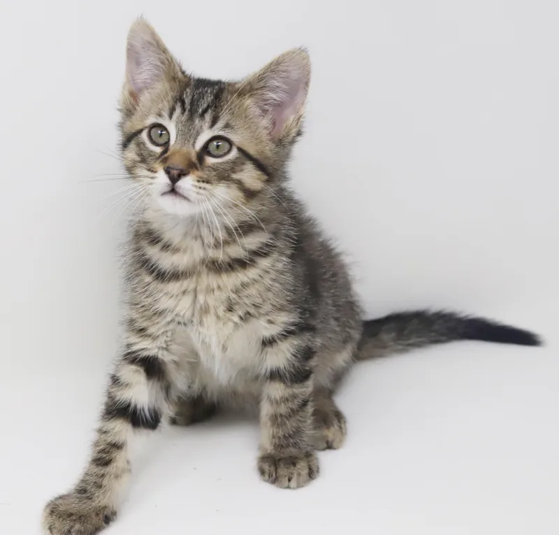 A baby small-sized male Tabby (Brown / Chocolate) Tabby cat named Sir Anthony Is Not for adoption in Bedford Hills, NY