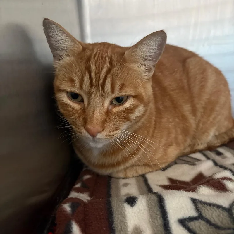 An adult large-sized male Domestic Short Hair cat named Candy Corn for adoption in Grass Valley, CA