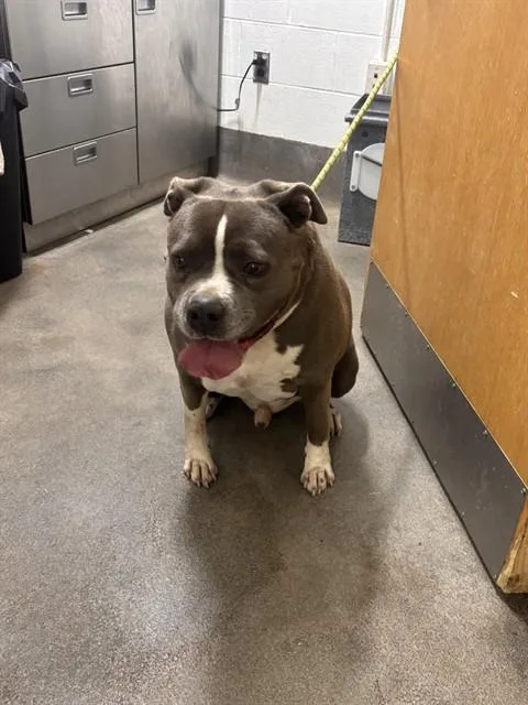 An adult large-sized male Pit Bull Terrier dog named Leo for adoption in Upper Marlboro, MD