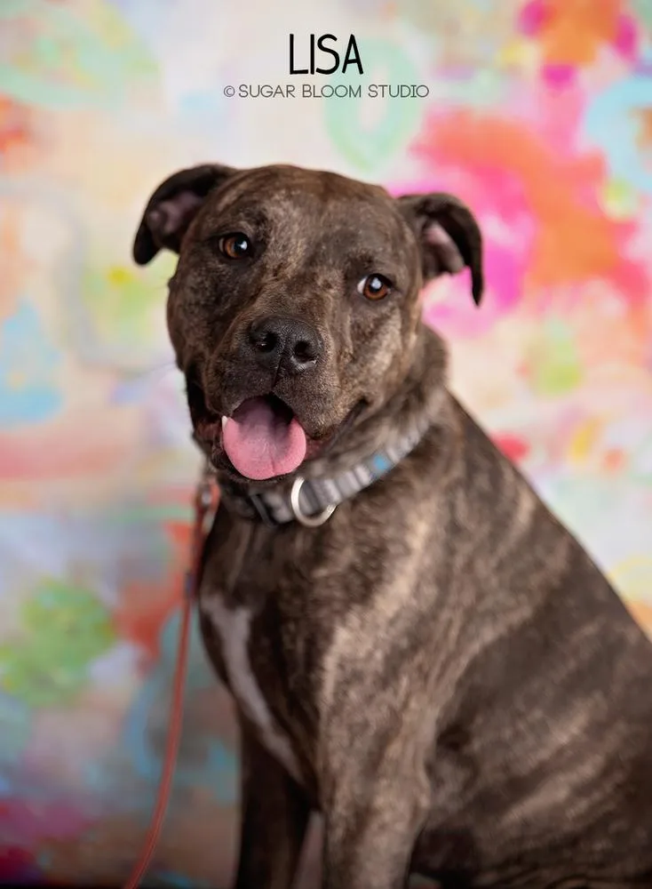 A young medium-sized female Plott Hound dog named Lisa for adoption in Littleton, CO