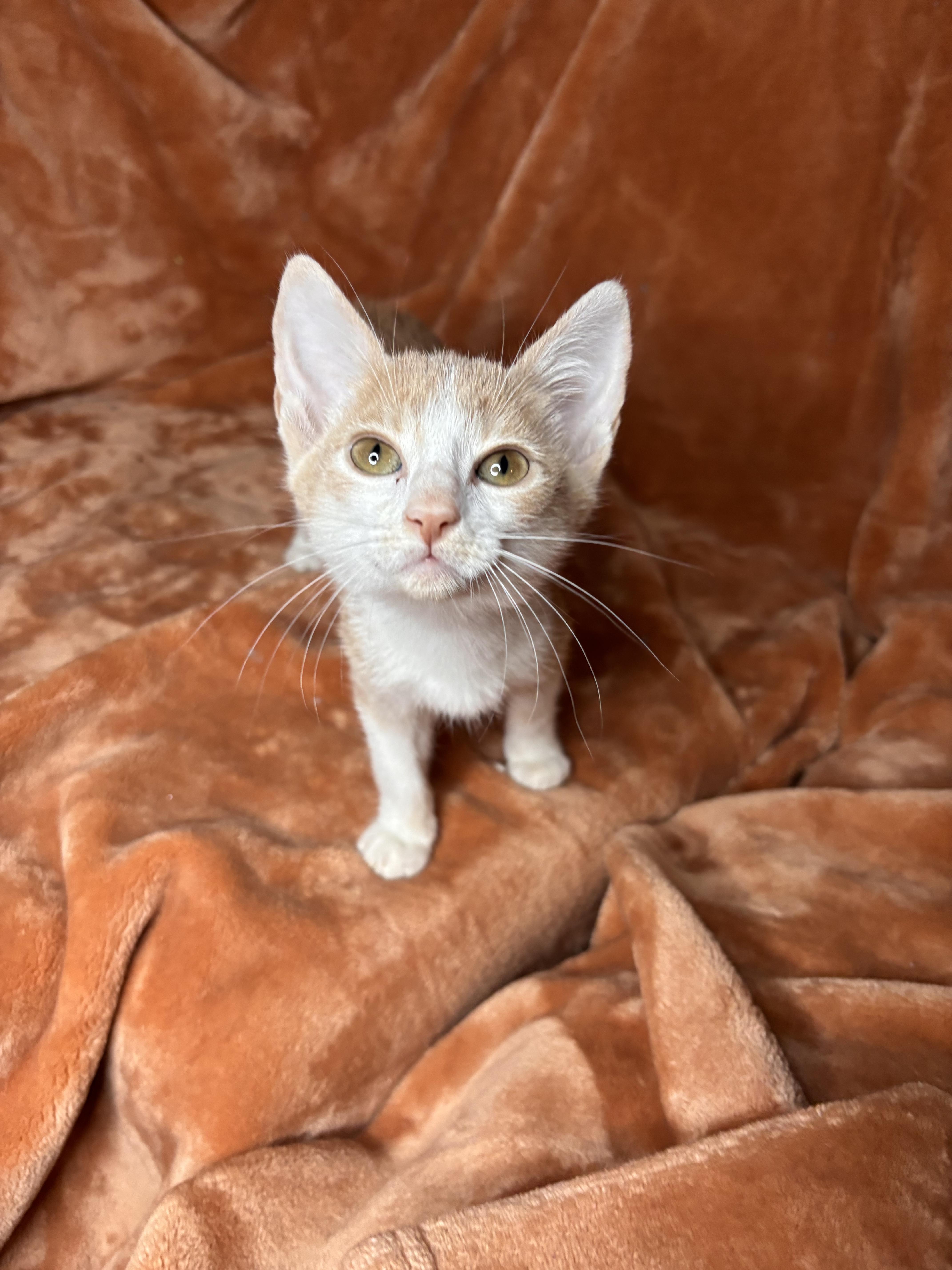 A baby small-sized male Orange / Red Domestic Short Hair cat named Alien for adoption in Woodlawn, TN