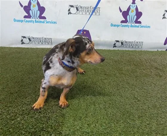 A young small-sized male Chihuahua dog named Rocky for adoption in Orlando, FL