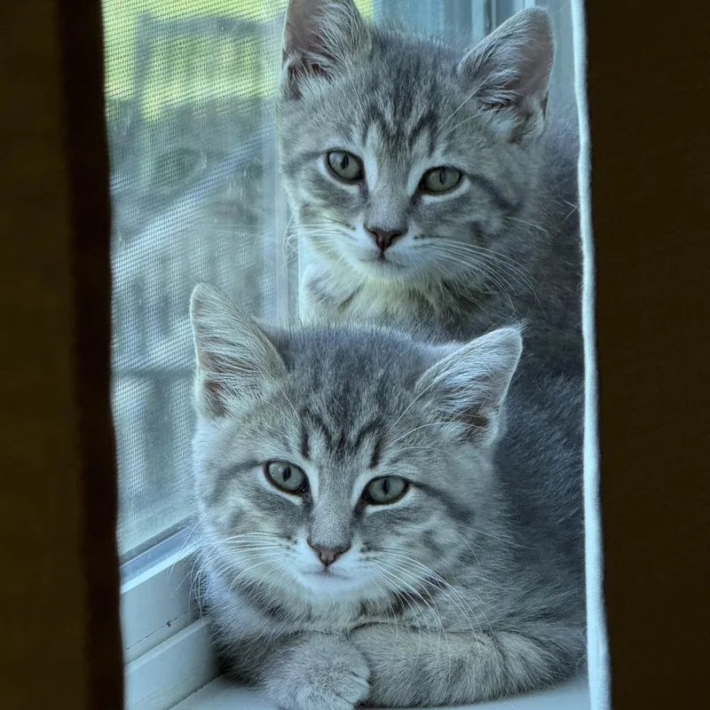 A baby medium-sized male Domestic Medium Hair cat named Cam for adoption in Crystal Lake, IL