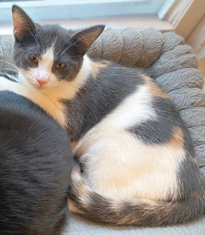 A baby small-sized female Dilute Calico cat named Poppy Clover for adoption in White Bear Lake, MN
