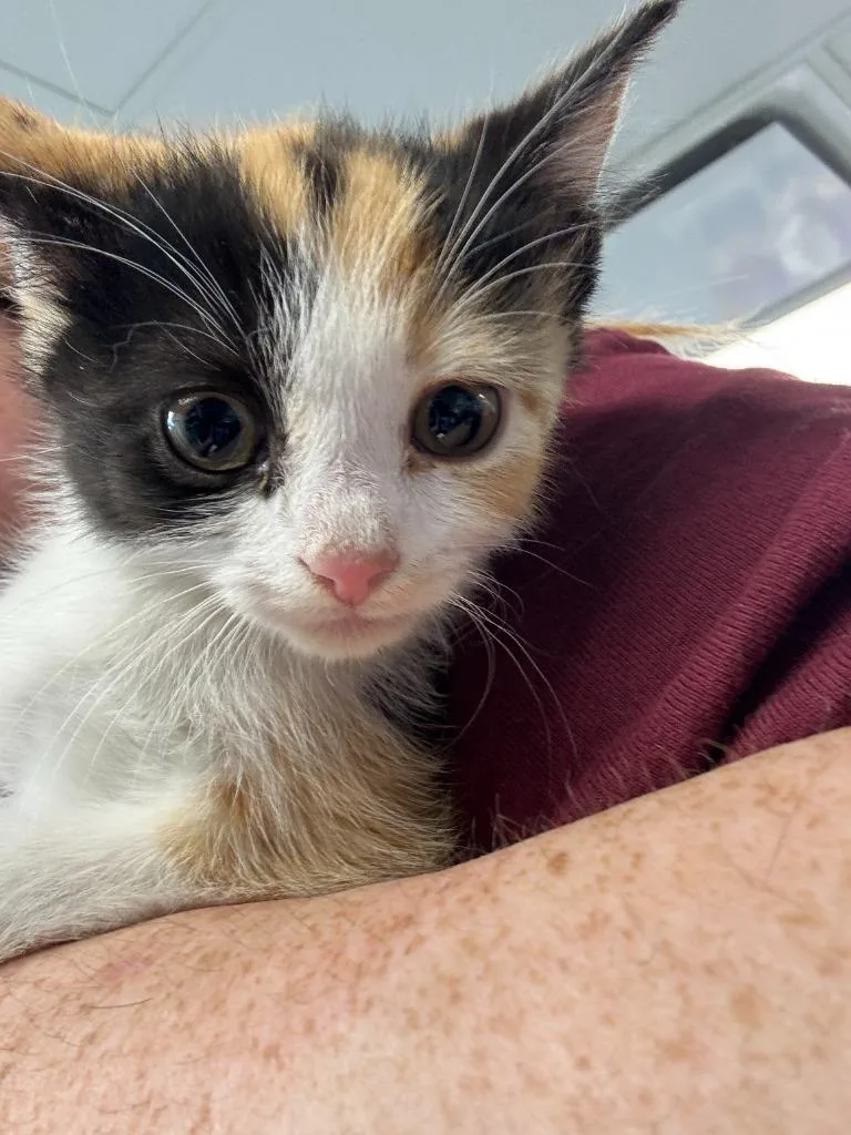 A baby small-sized female Domestic Short Hair cat named Ember for adoption in New Kensington, PA