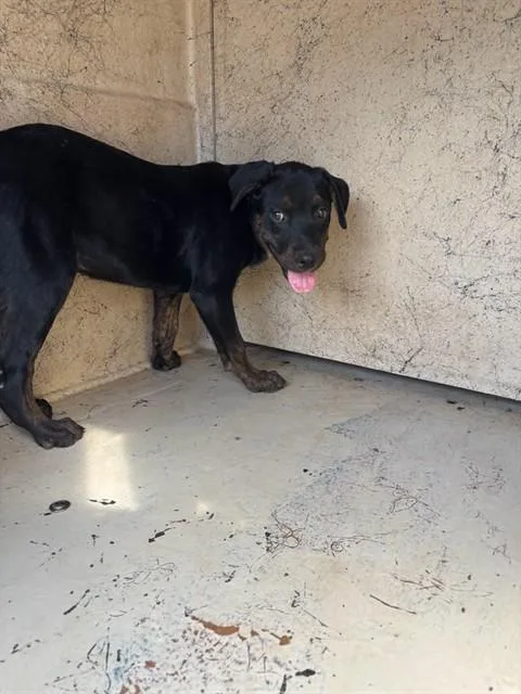 A baby small-sized female Rottweiler dog named A for adoption in Oklahoma City, OK