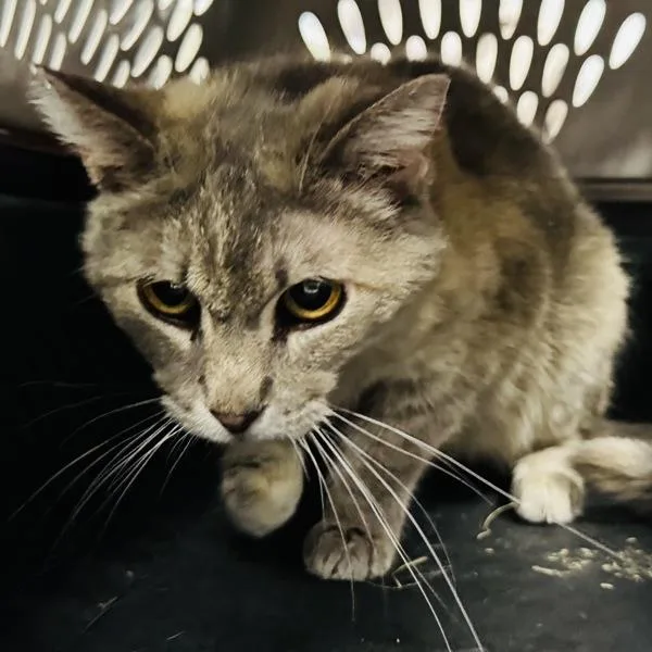 An adult small-sized female Domestic Short Hair cat named Grizabella Bonded Buddy for adoption in Des Moines, IA
