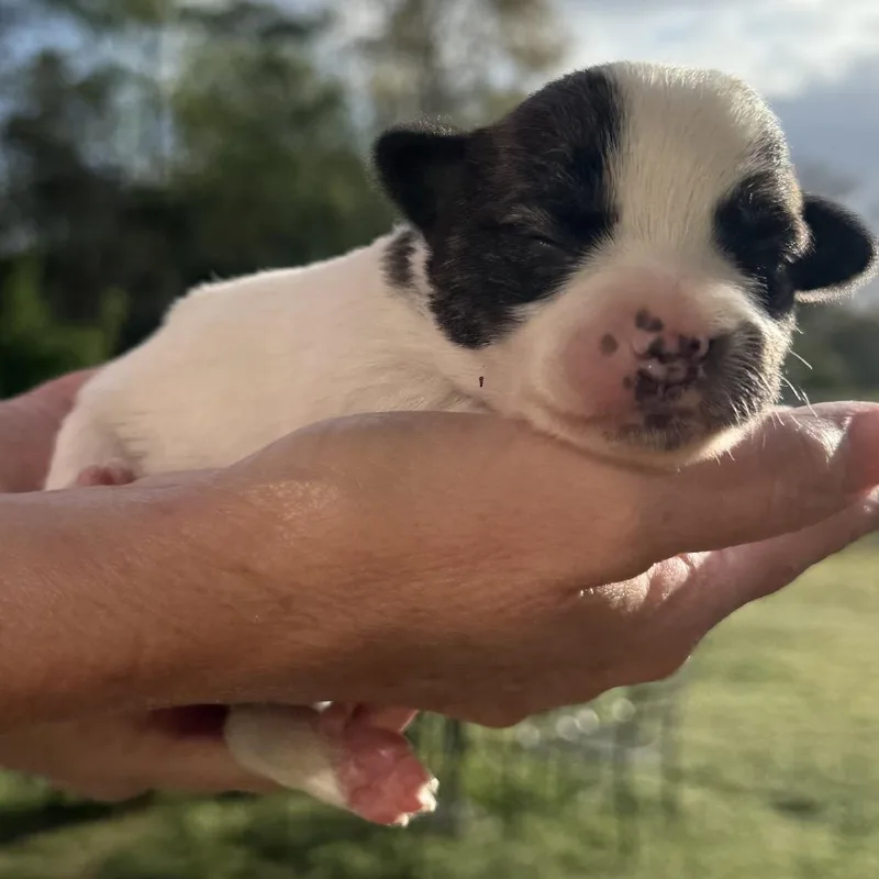 A baby small-sized female White / Cream Mixed Breed dog named Rosie for adoption in Bessemer, AL