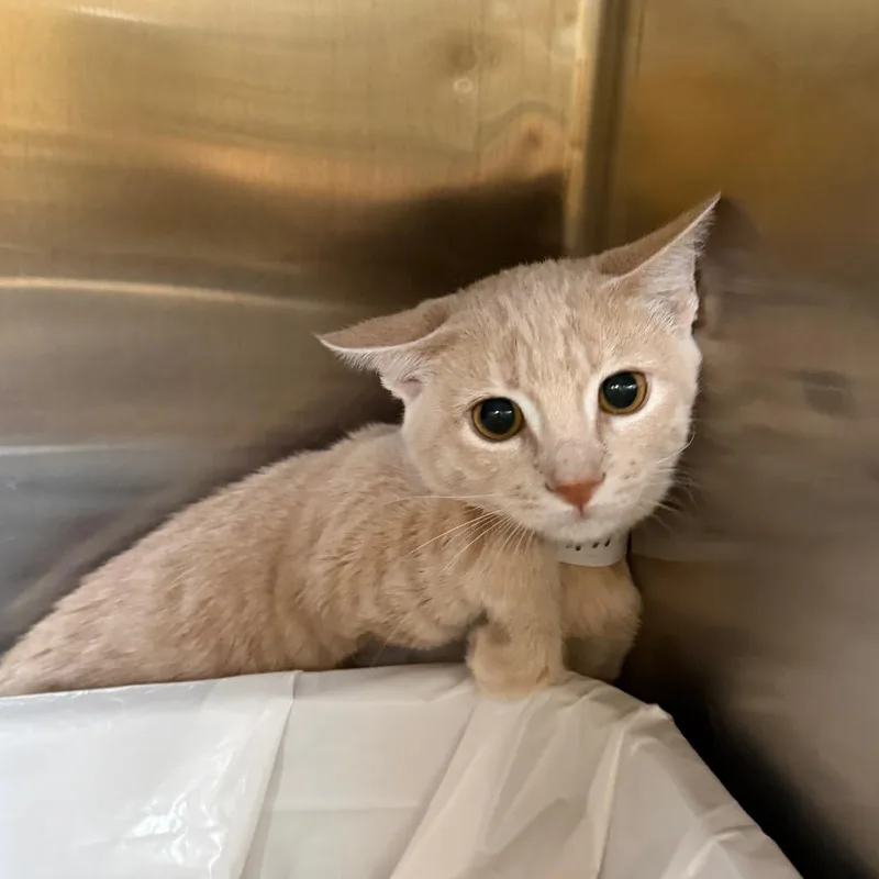 A baby small-sized male Buff / Tan / Fawn Domestic Short Hair cat named Collin for adoption in Las Vegas, NV