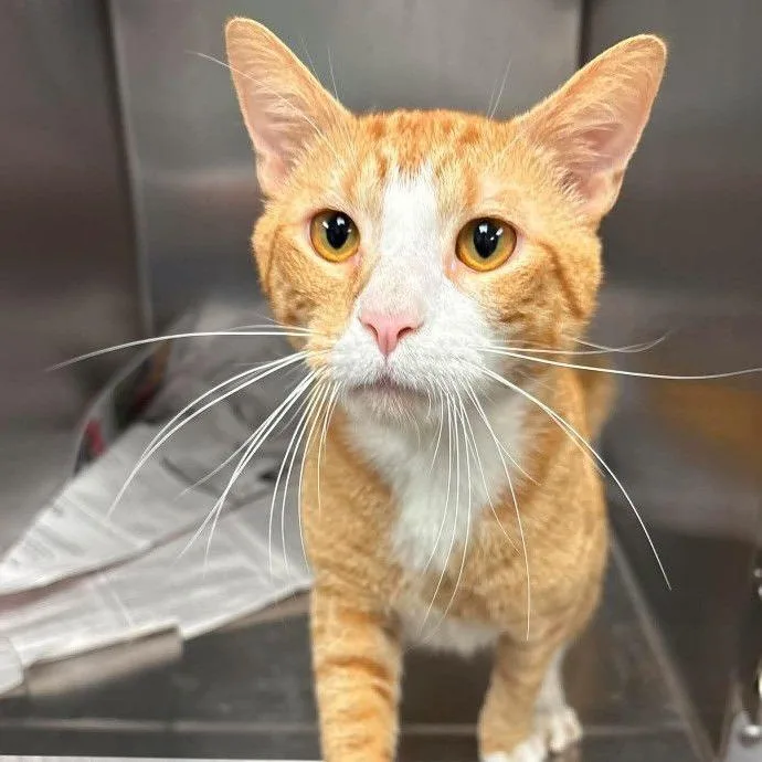 A young medium-sized male Orange / Red Domestic Short Hair cat named Clownfish Meet me at for adoption in Buffalo, MN