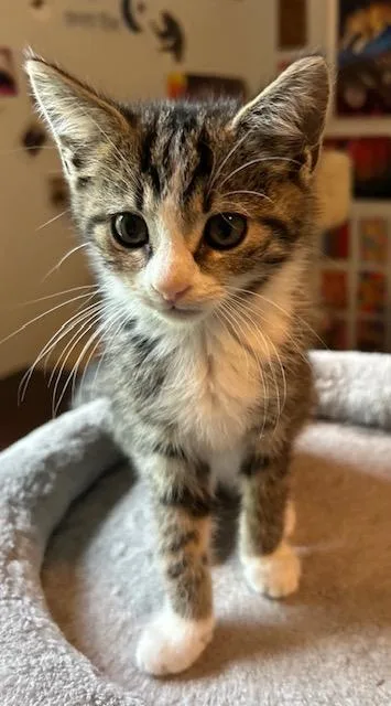 A baby medium-sized female Tabby (Buff / Tan / Fawn) Domestic Short Hair cat named Gale for adoption in Reynoldsburg, OH