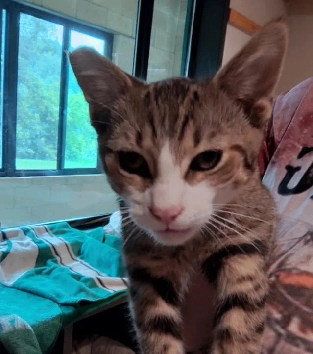 A young small-sized male Tabby (Brown / Chocolate) Domestic Short Hair cat named Enzo for adoption in Osseo, MI