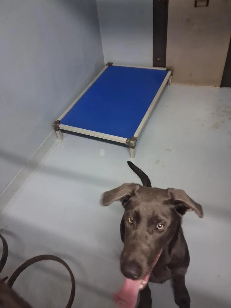 A young large-sized male Mixed Breed dog named Fisher for adoption in Cartersville , GA