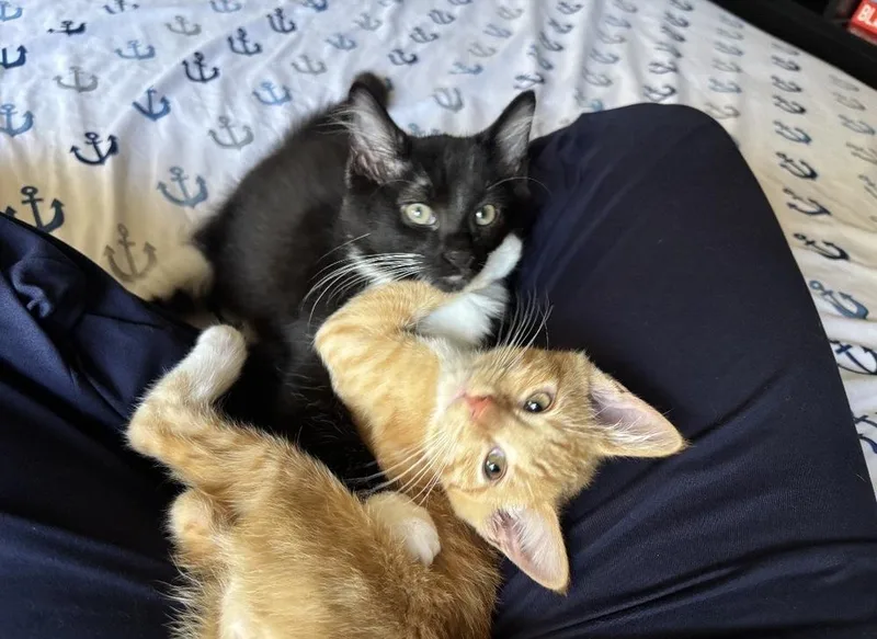 A baby small-sized male Orange & White Domestic Short Hair cat named Miso for adoption in Albuquerque, NM