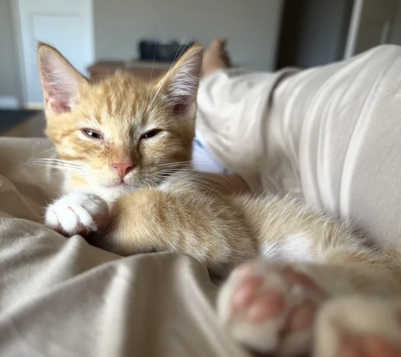 Miso thumbnail 2