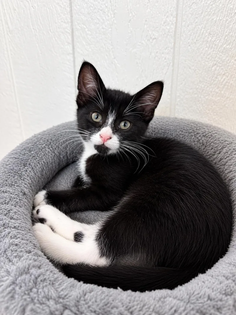 A baby medium-sized female Black & White / Tuxedo Domestic Short Hair cat named Cannoli for adoption in Victor, NY