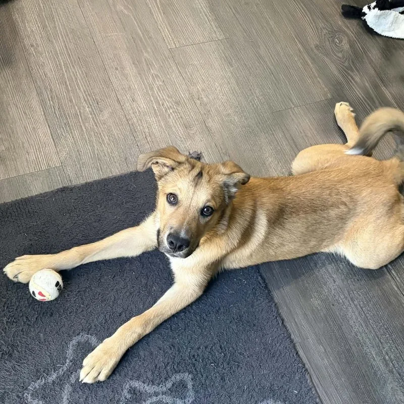 A baby medium-sized male Yellow / Tan / Blond / Fawn Shepherd dog named Buddie for adoption in Beulaville, NC
