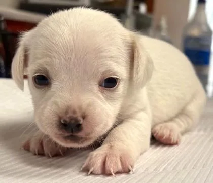 A young small-sized female Chihuahua dog named Matilda for adoption in Phoenix, AZ