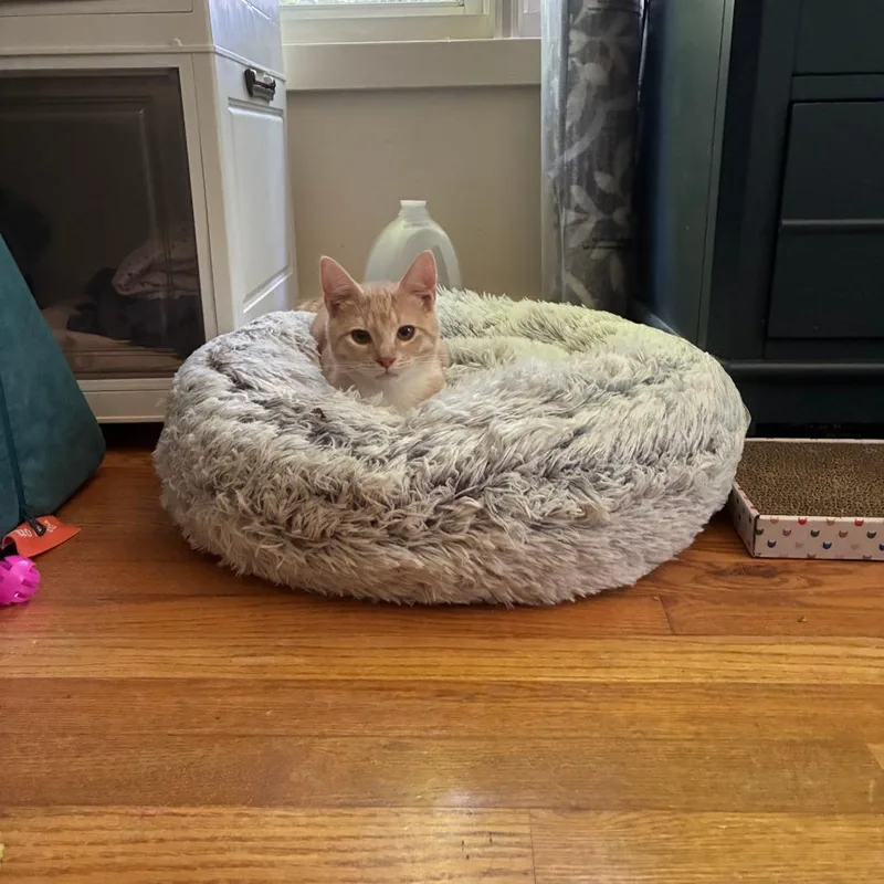 A baby small-sized male Buff / Tan / Fawn Domestic Short Hair cat named Darwin for adoption in Mebane, NC