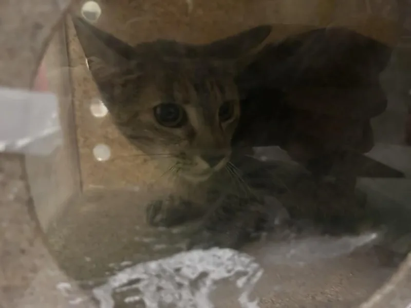 A young small-sized female Domestic Short Hair cat named Puff Ball for adoption in Los Angeles, CA